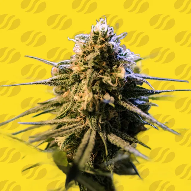 Cannabissamen Auto Orange Gorilla XL für Indoor und Outdoor